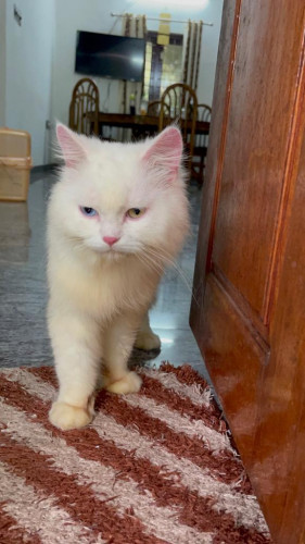 persion cat
